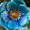 Blue Poppy (FLOWER005)